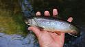 5-30 fish13